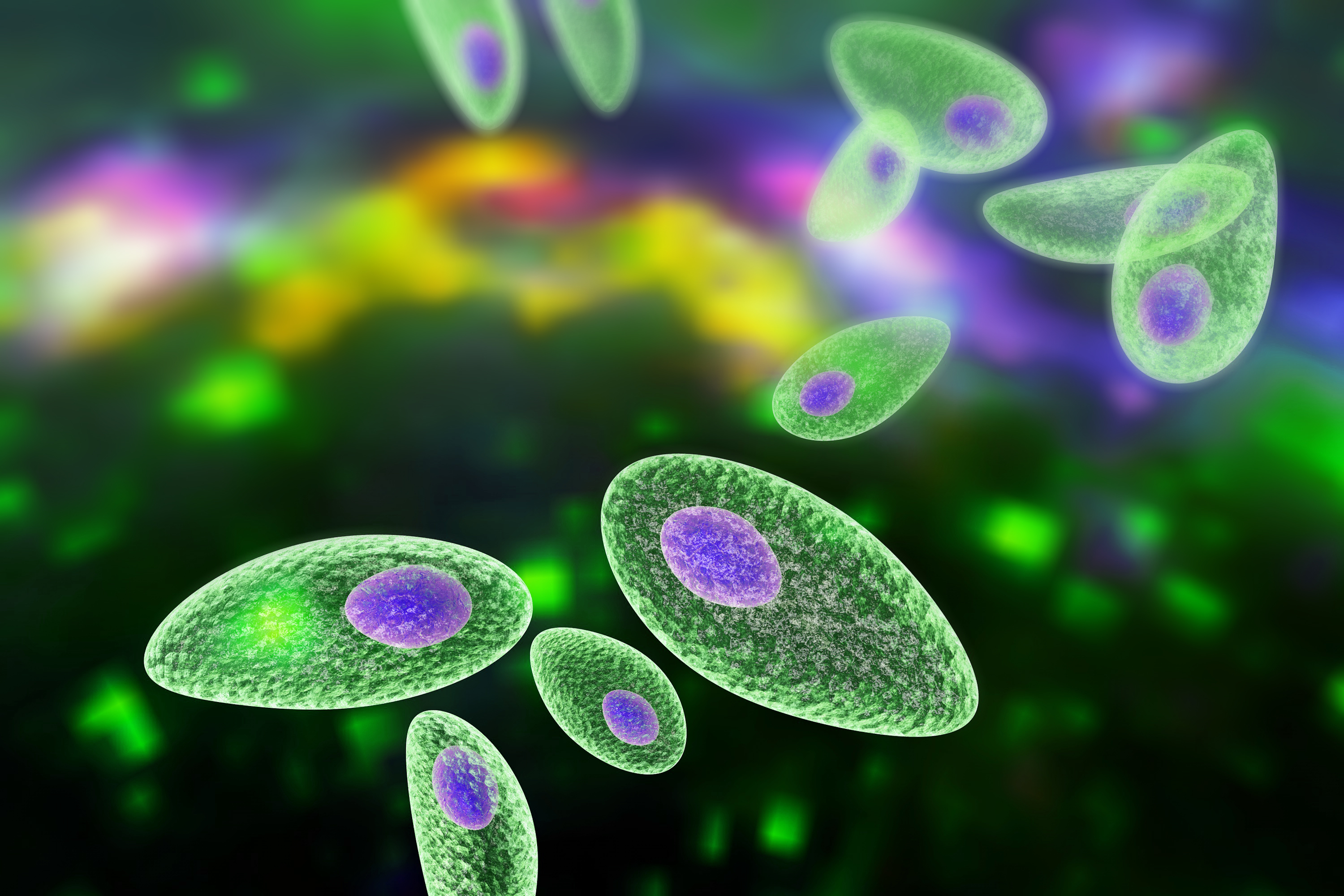 Toxoplazma gondii